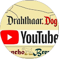 DrahthaarDog