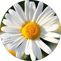 Community member