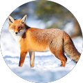 Crosbie Job Insurance Limited - Bonavista, Newfoundland and Labrador