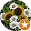 Sunflower Time