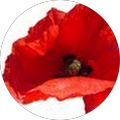 Avatar de Serge.T