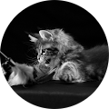 Avatar de Delphine.O