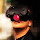 Tiago's profile photo