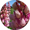 Newfound Builders - Brigus, Newfoundland and Labrador