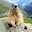 marmotte