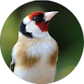 Avatar de abdelmadjid.e
