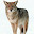 Coyote YT