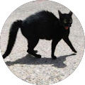 Avatar de Ned.l