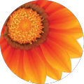Bloomerang Marketing Solutions - Lakewood Ranch, Florida