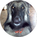 Avatar de Shepherd.e