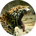 Avatar de Anne-Marie.e