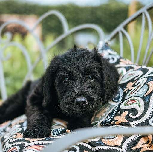 Inge Falk Van Rooyen