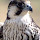 العامري's profile photo
