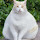 wim blom's profile photo