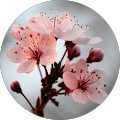 Marie-ange F Avatar