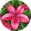 kim Avatar