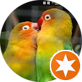 review Love Bird