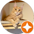 Hirschberger Maine Coon Zucht - Augsburg