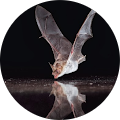 Kirk Myotis