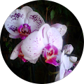 Avatar de fleurs.c