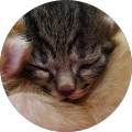のら