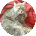 Avatar de Zelia.A