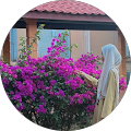Nur Solehah