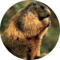 Avatar de M.