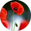 Avatar de Geraldine.h