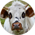 Avatar de Véronique.h