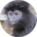 Avatar de Franck.h