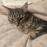 Photo of Mcat B