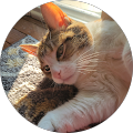 Grace Diroff 5 start Google review rating