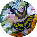 Avatar du profil de Angela Martin