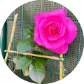 Avatar de Christelle.
