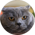 Community member
