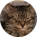 Avatar de SYLVIE.H