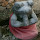 Foto profil crosssalmon1