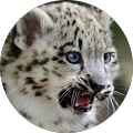 Avatar de Léonard.A