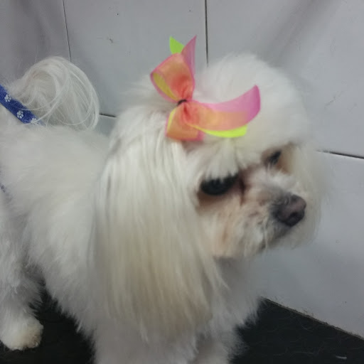 peluqueria canina Aquazul