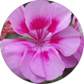 Avatar de Faustinette.1