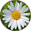 Daisy comment image