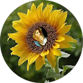 review Sunflower Kids