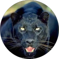 Avatar de Miral.d