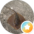 凛颯父