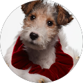 Basler Family Law, PLLC - Greenwood Village, Colorado