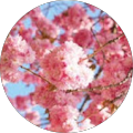 Community member