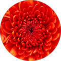 Avatar de Jessica.o