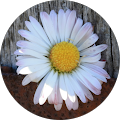 Avatar de françoise.a