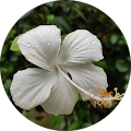 Asana Recovery: Drug & Alcohol Rehab In California - Costa Mesa, California